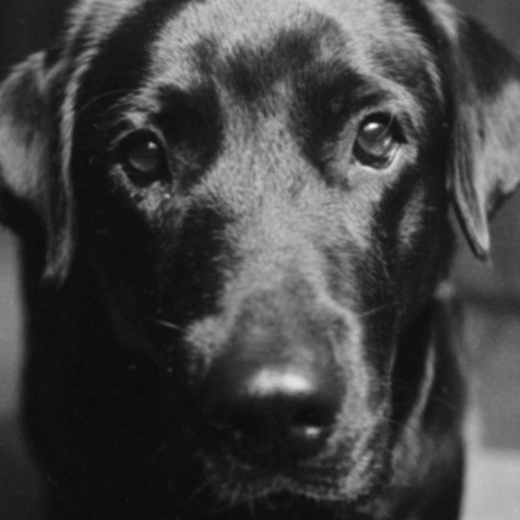 Berta